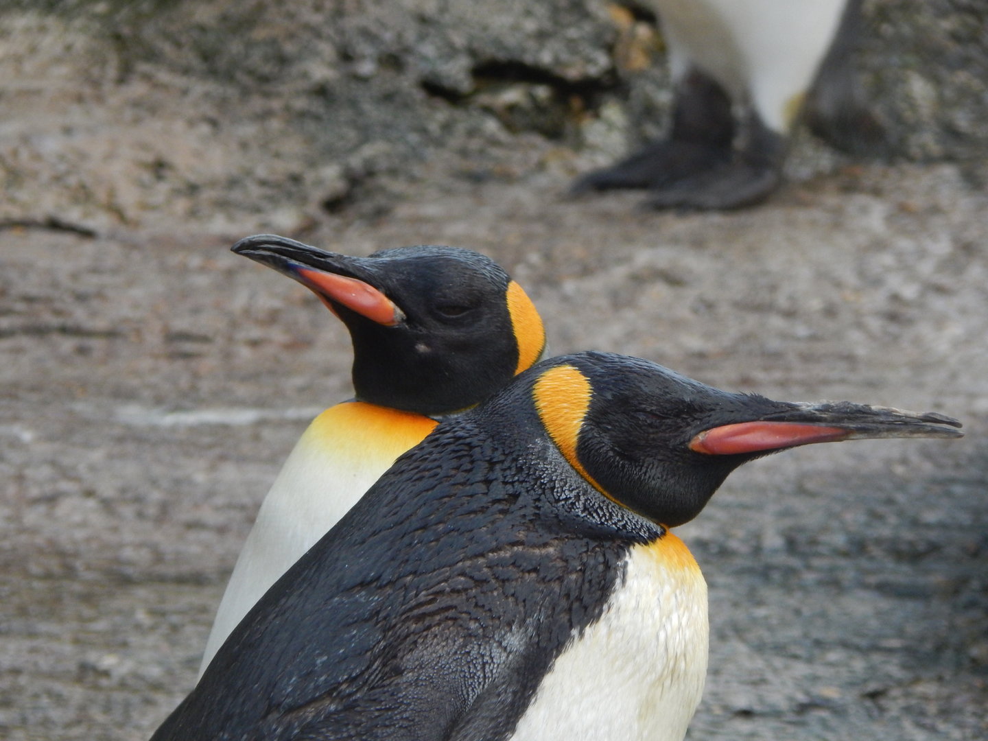 King penguins 010323