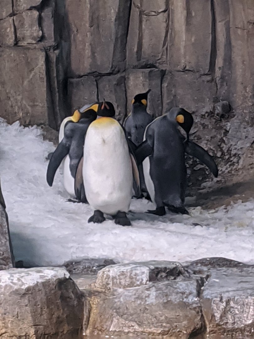 King penguins - 03-09-2020