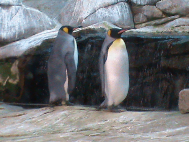 king penguins 030910