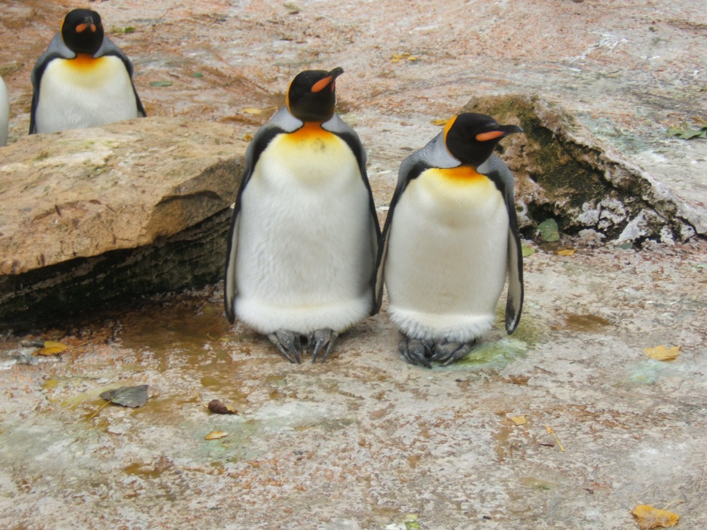 King Penguins 10/09/2017