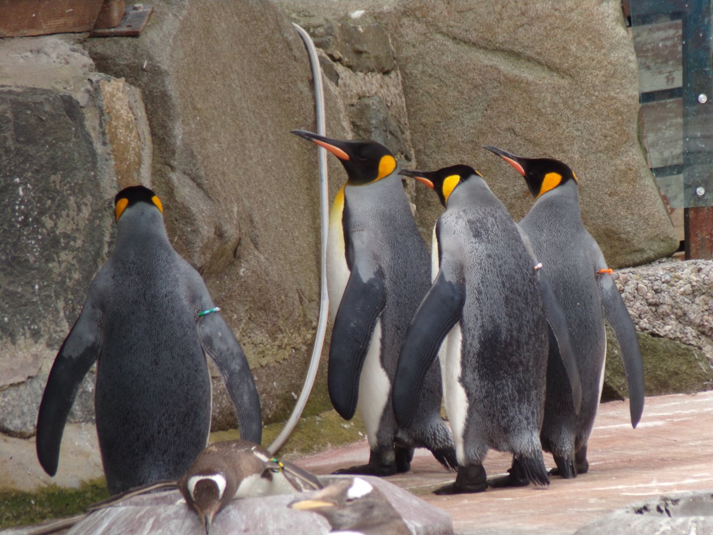 King penguins 15.7.24