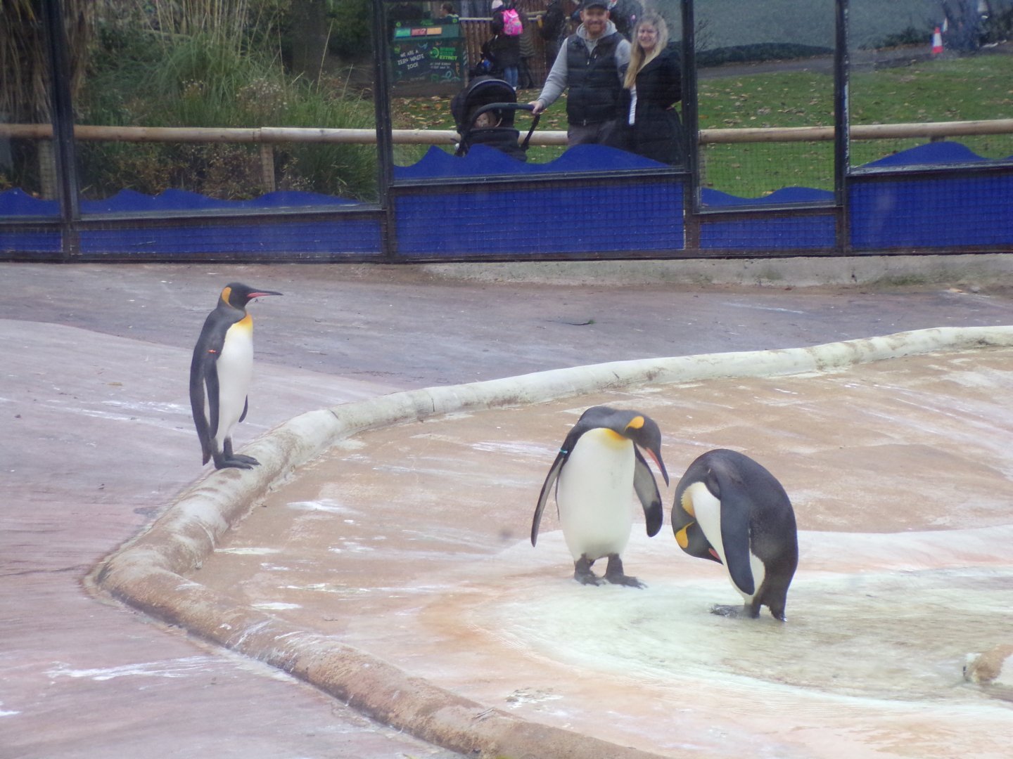 King penguins 19.11.23