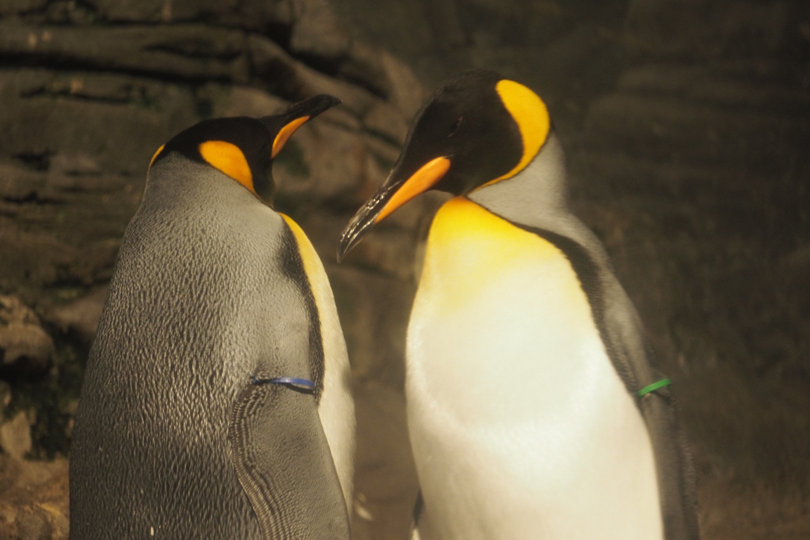 King Penguins, 2017