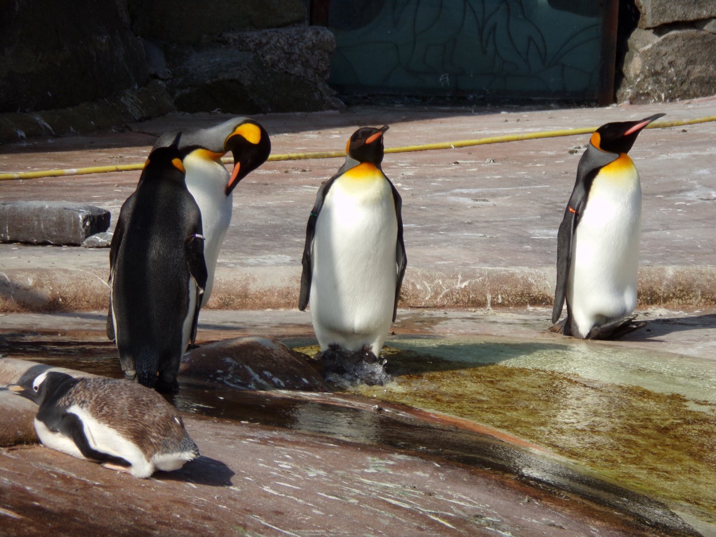 King penguins 9.9.23