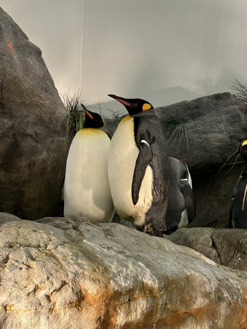 King Penguins (A. patagonicus)