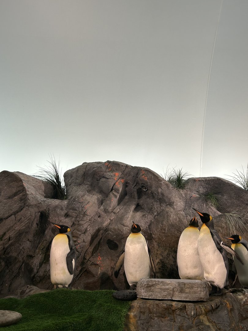 King Penguins (A. patagonicus)