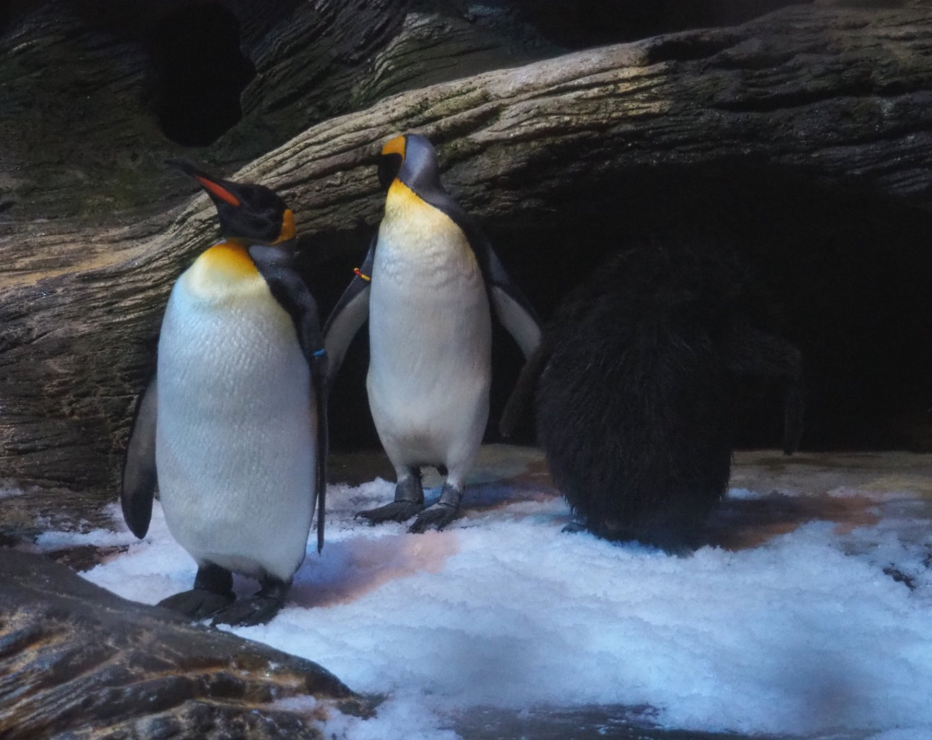 King penguins - Adults and juvenile (Aptenodytes patagonicus), 2019-12-30