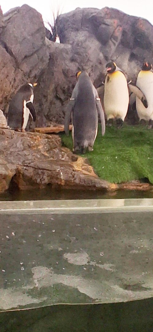 King penguins and one gentoo penguin