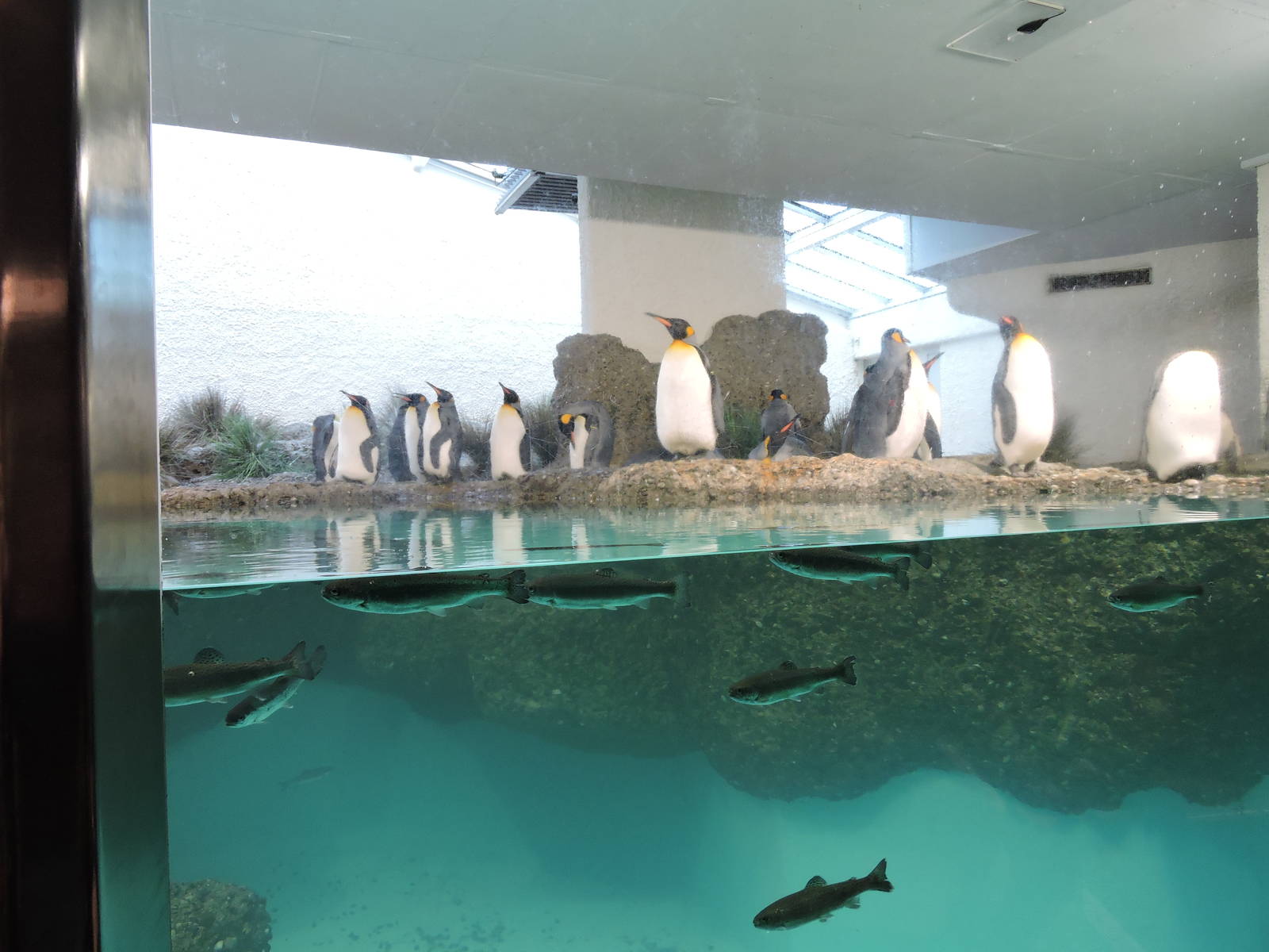 King penguins and trouts