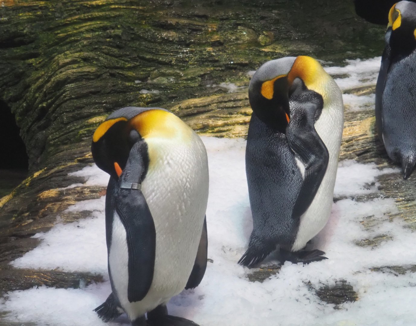 King penguins (Aptenodytes patagonicus), 2020-09-20