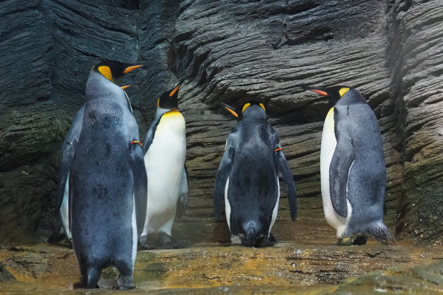 King penguins (Aptenodytes patagonicus), 2021-06-12