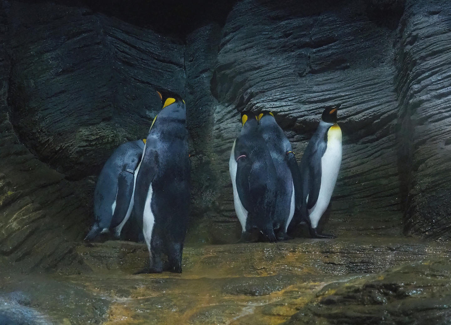 King penguins (Aptenodytes patagonicus), 2022-08-16