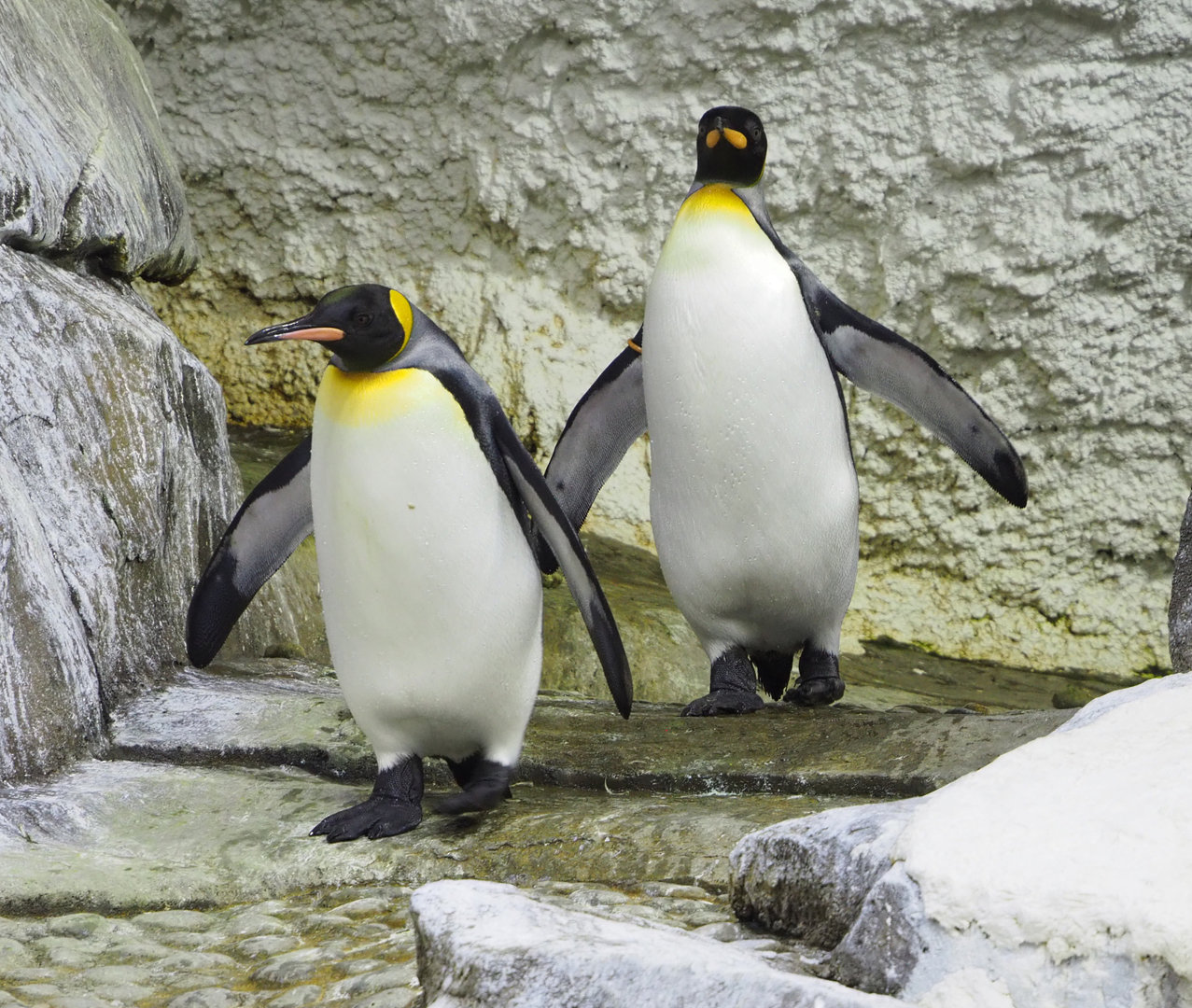King penguins (Aptenodytes patagonicus), 2022-09-14