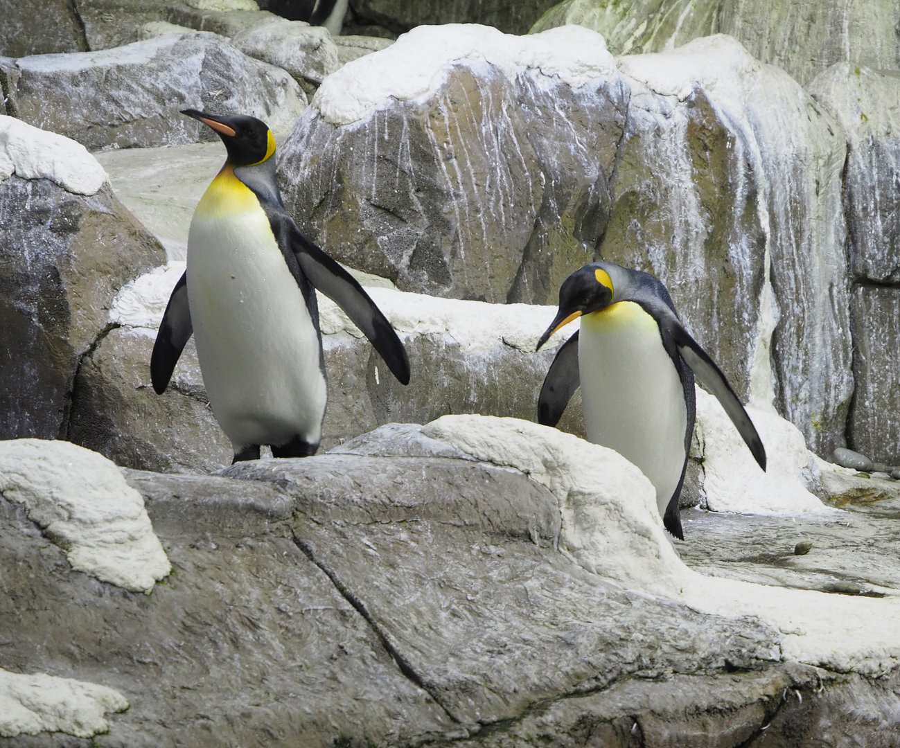 King penguins (Aptenodytes patagonicus), 2022-09-14