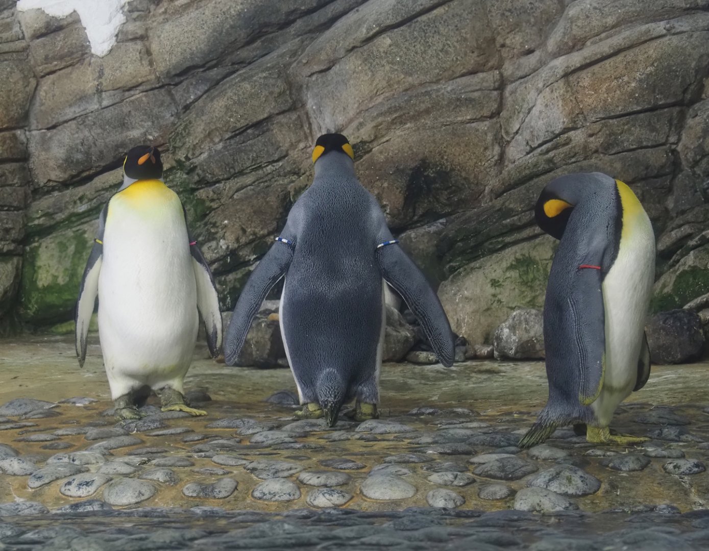 King penguins (Aptenodytes patagonicus), 2024-06-30