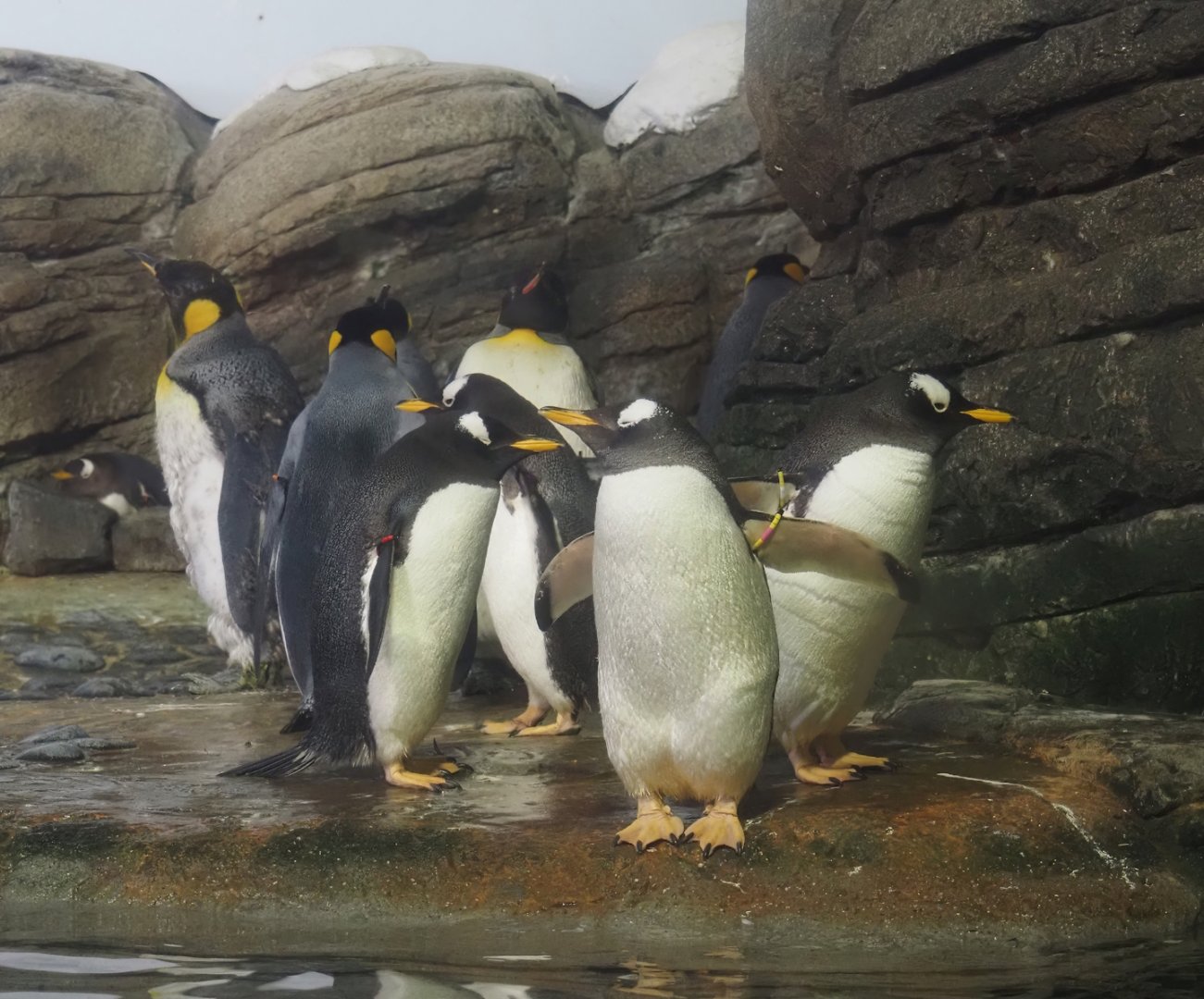 King penguins (Aptenodytes patagonicus) and Antarctic gentoo penguins (Pygoscelis papua ellsworthi), 2024-06-30