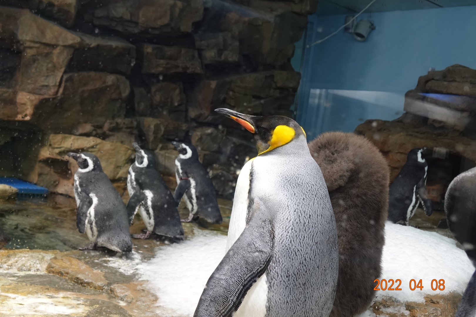 King Penguins (Aptenodytes patagonicus) and Magellanic Penguins (Spheniscus magellanicus) - Xpark