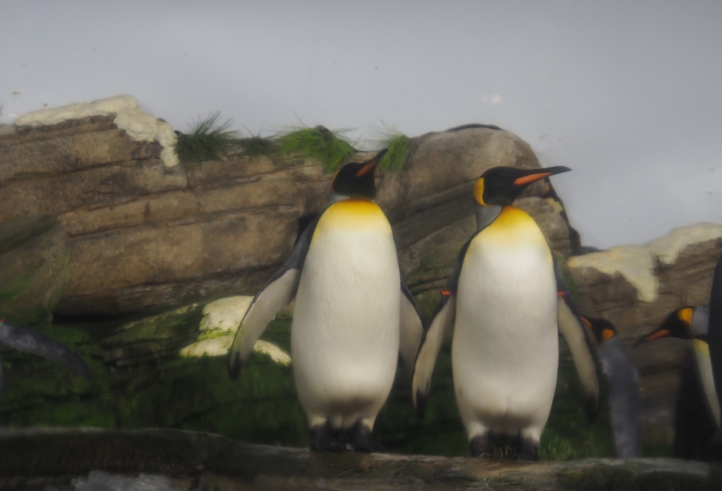 King penguins (Aptenodytes patagonicus), Nov 10th, 2018