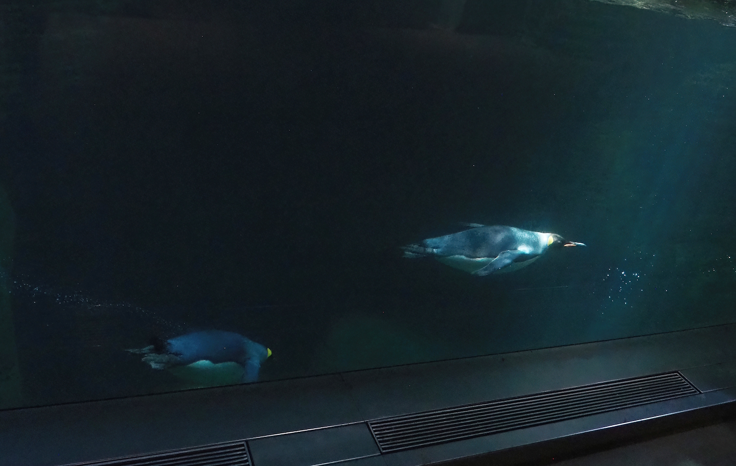 King penguins (Aptenodytes patagonicus) underwater, 2022-08-16