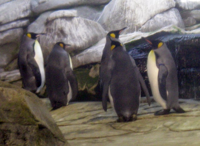 King Penguins (Aptenodytes patagonicus)