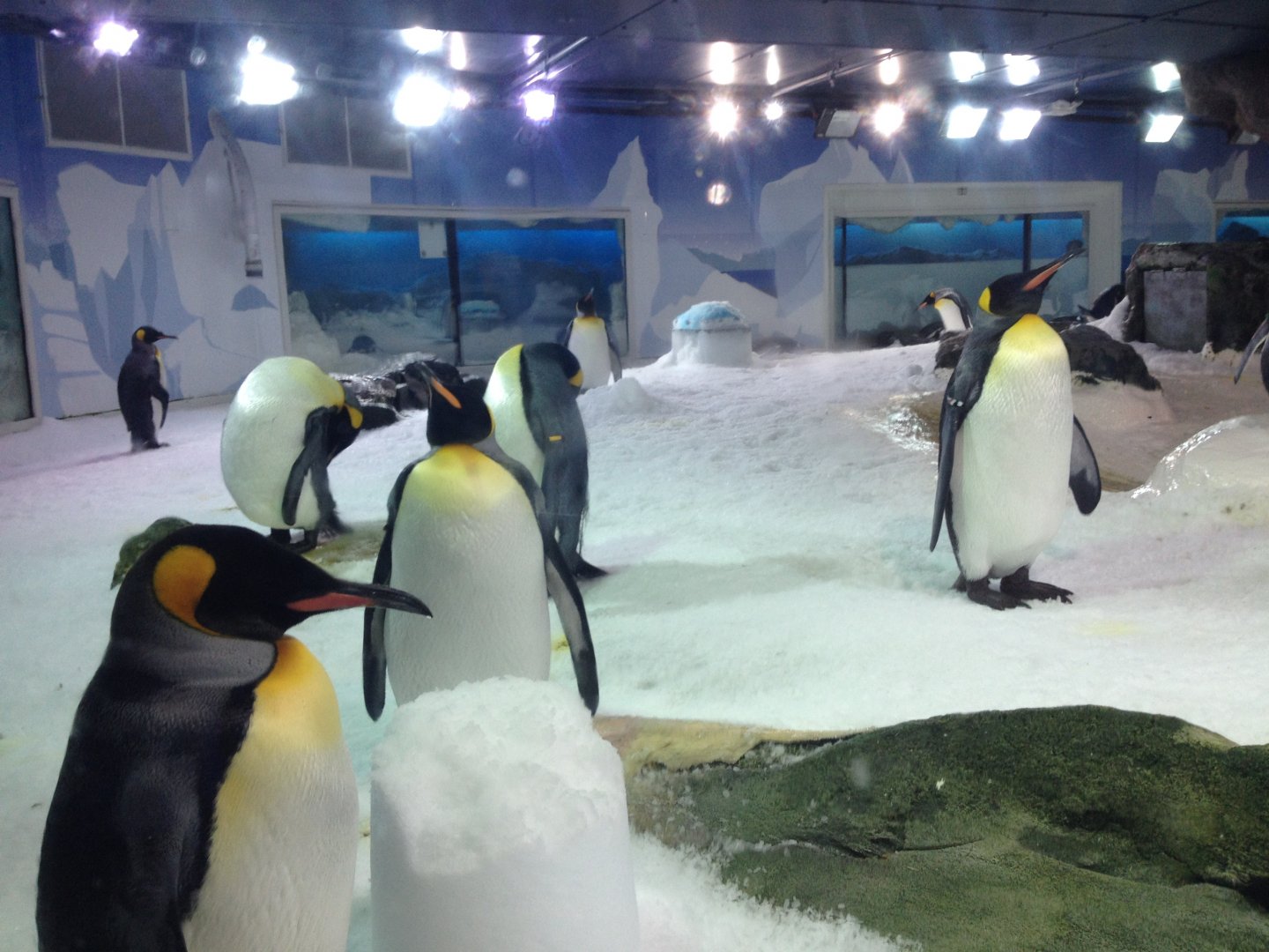 King Penguins (Aptenodytes patagonicus)