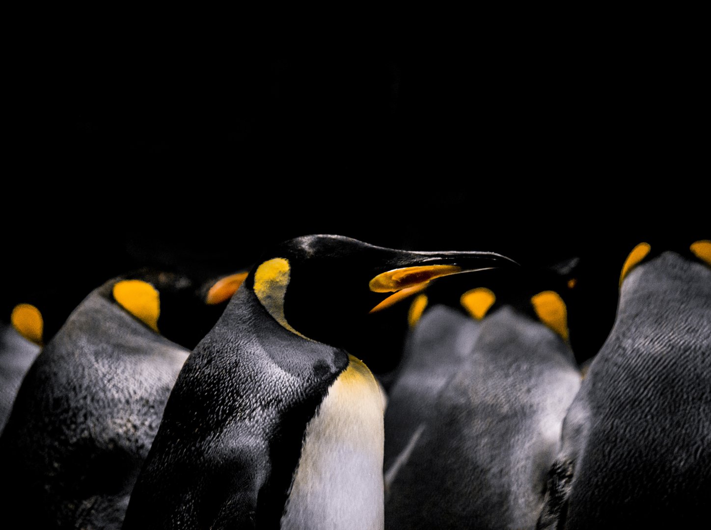 King penguins, Aptenodytes patagonicus