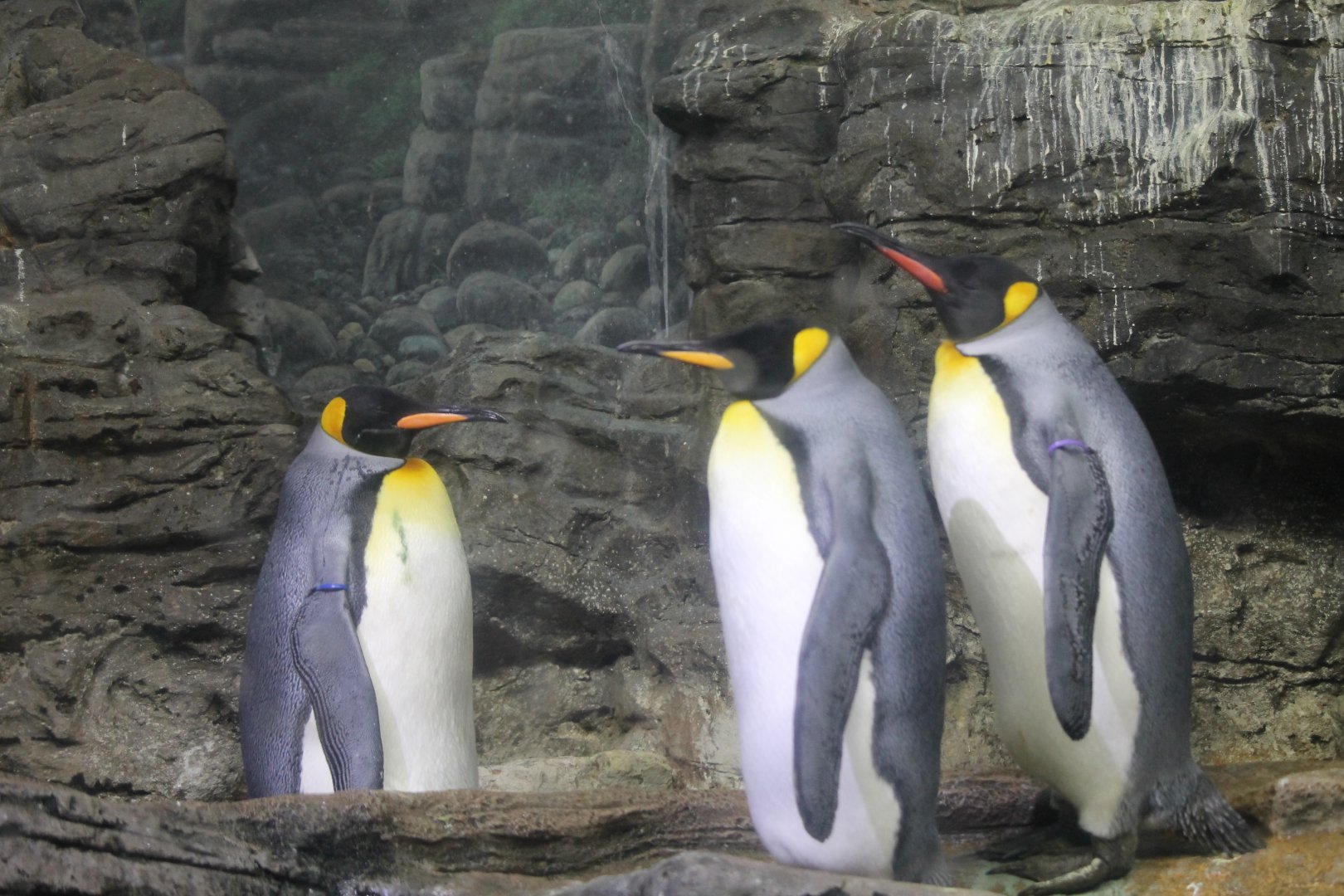 King penguins (Aptenodytes patagonicus)