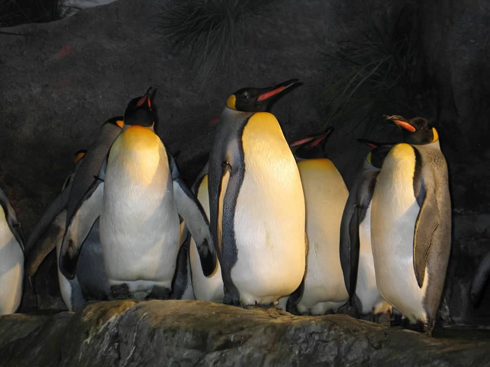 King Penguins (Aptenodytes patagonicus)