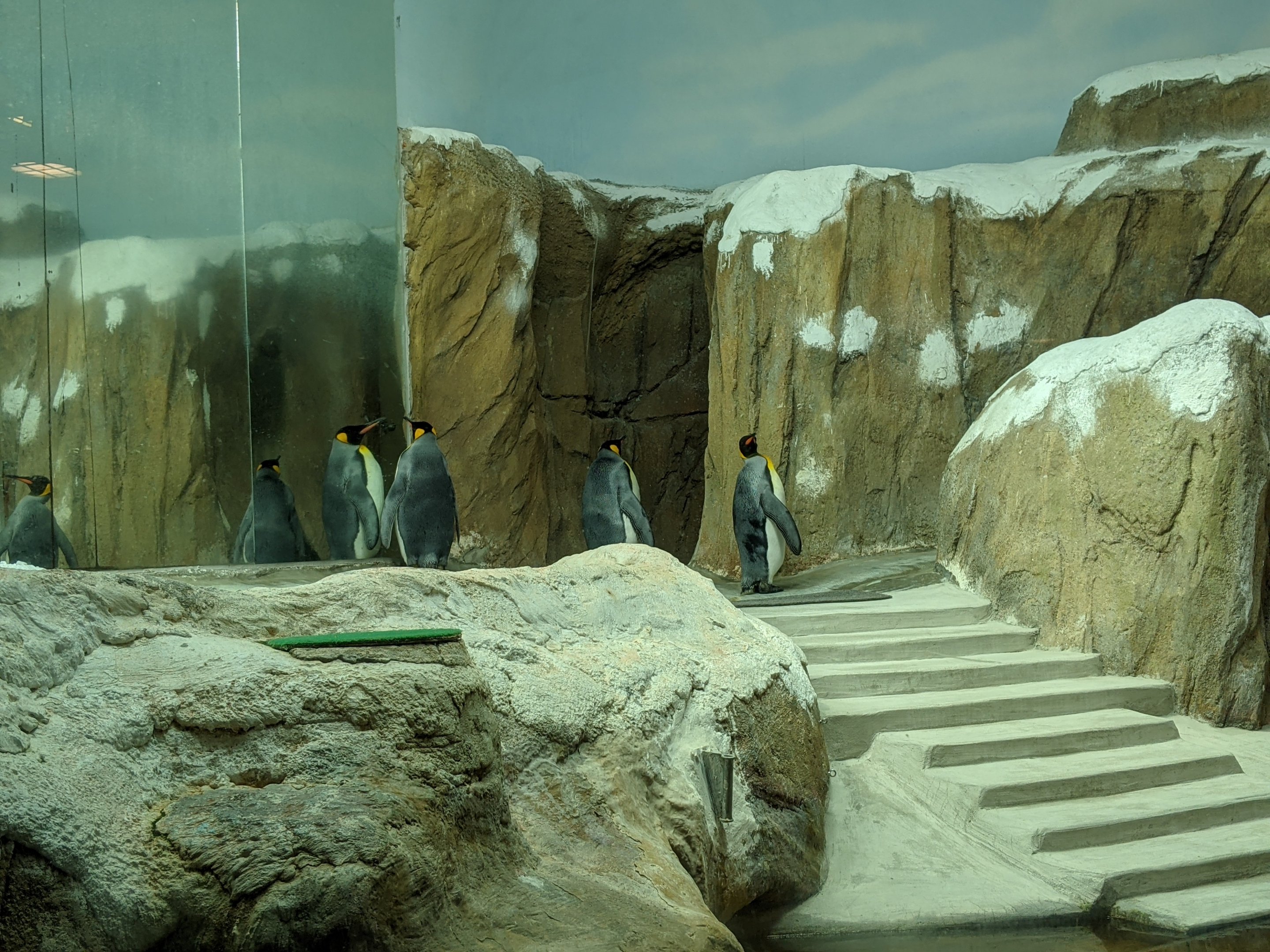 King Penguins (Aptenodytes patagonicus)