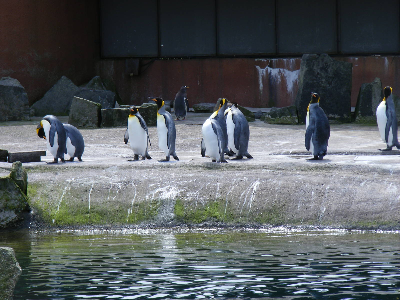 King penguins at Edinburgh Zoo, 21 May 2010