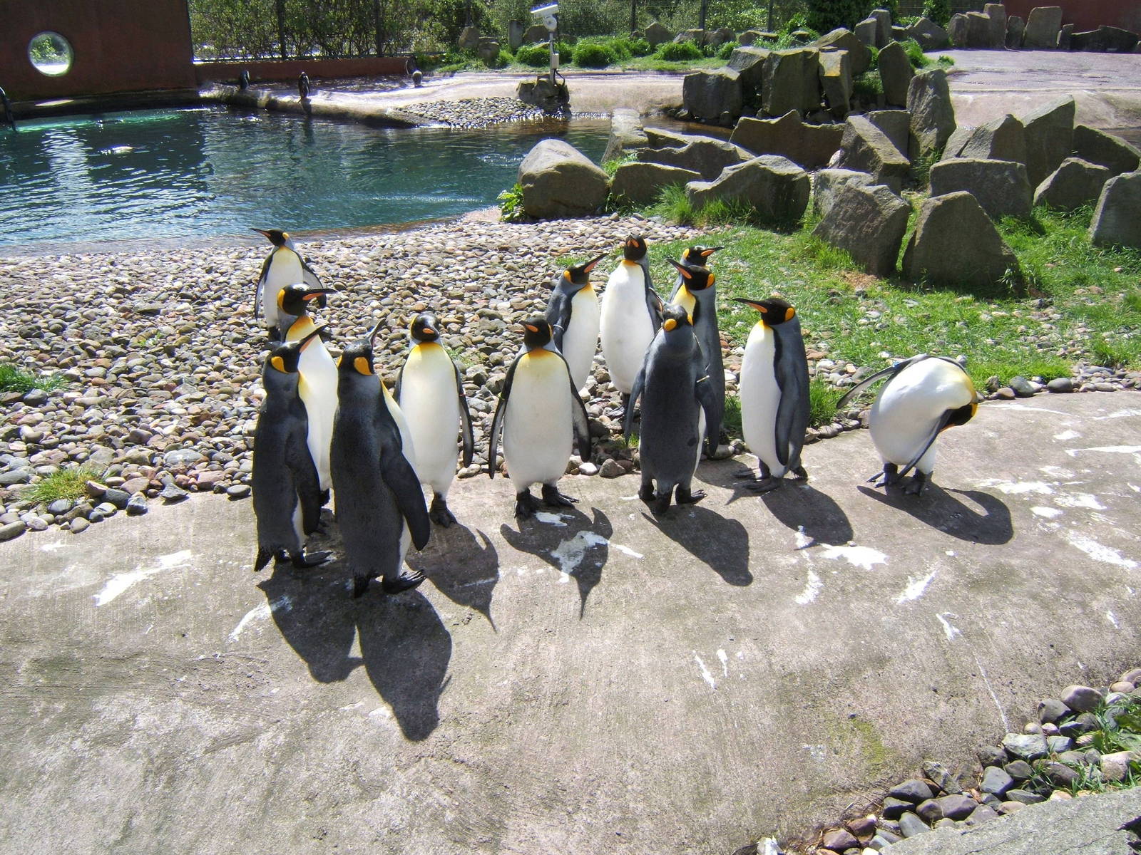 King Penguins at Edinburgh Zoo