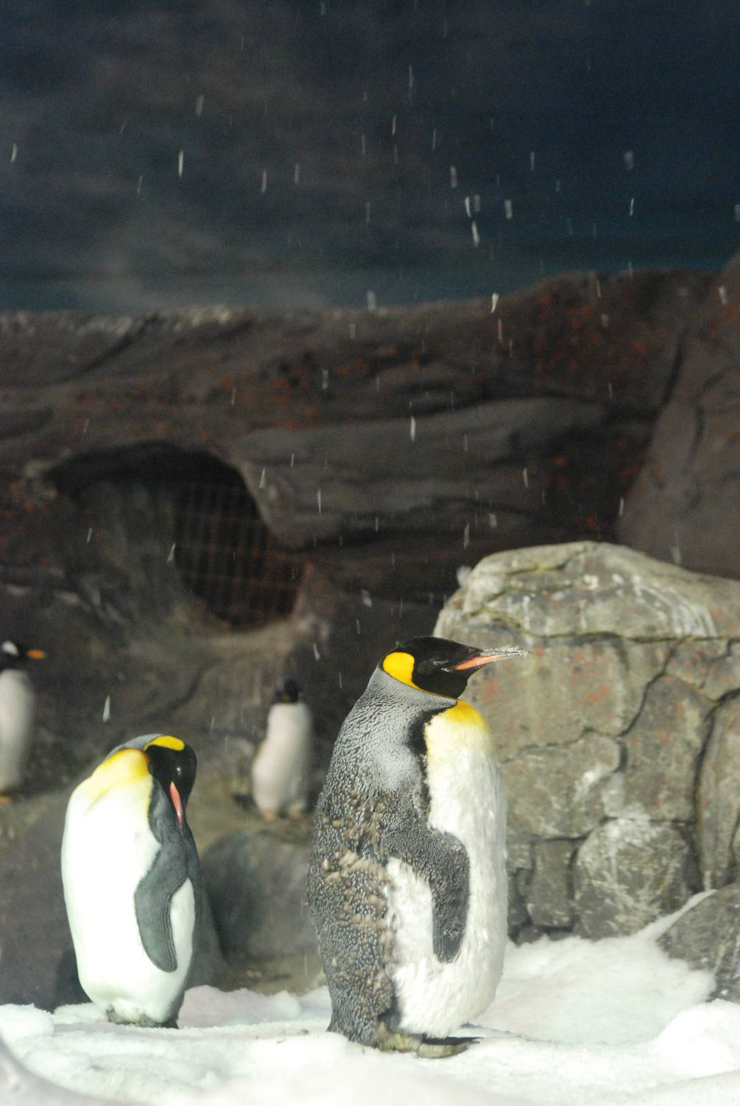 King Penguins at Faunia, 27/05/11
