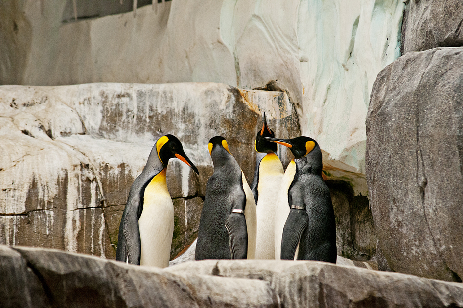 King penguins at Hamburg