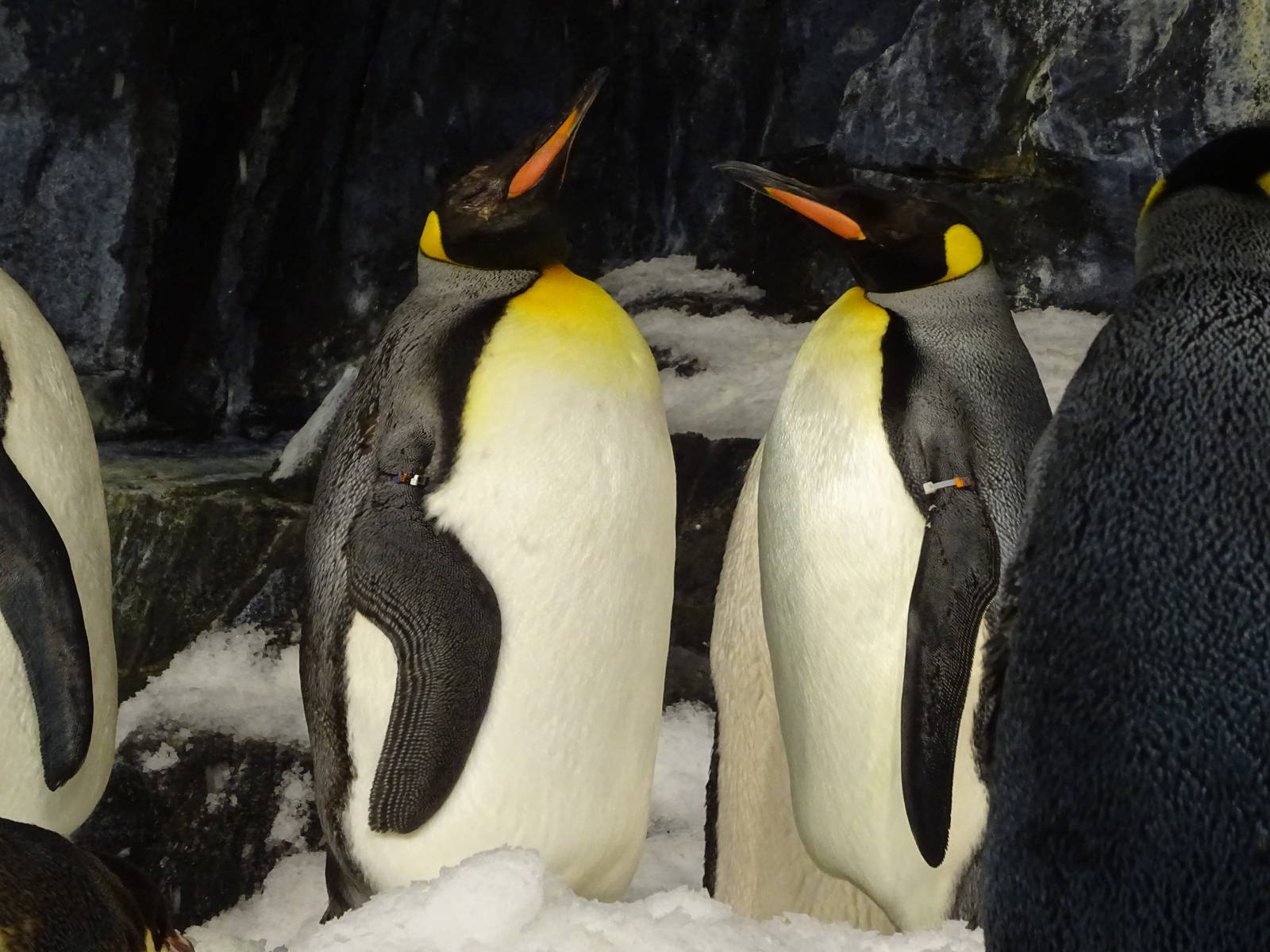 King Penguins at SeaWorld Orlando