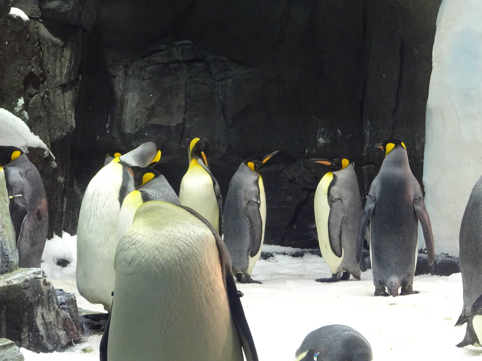 King Penguins at SeaWorld Orlando