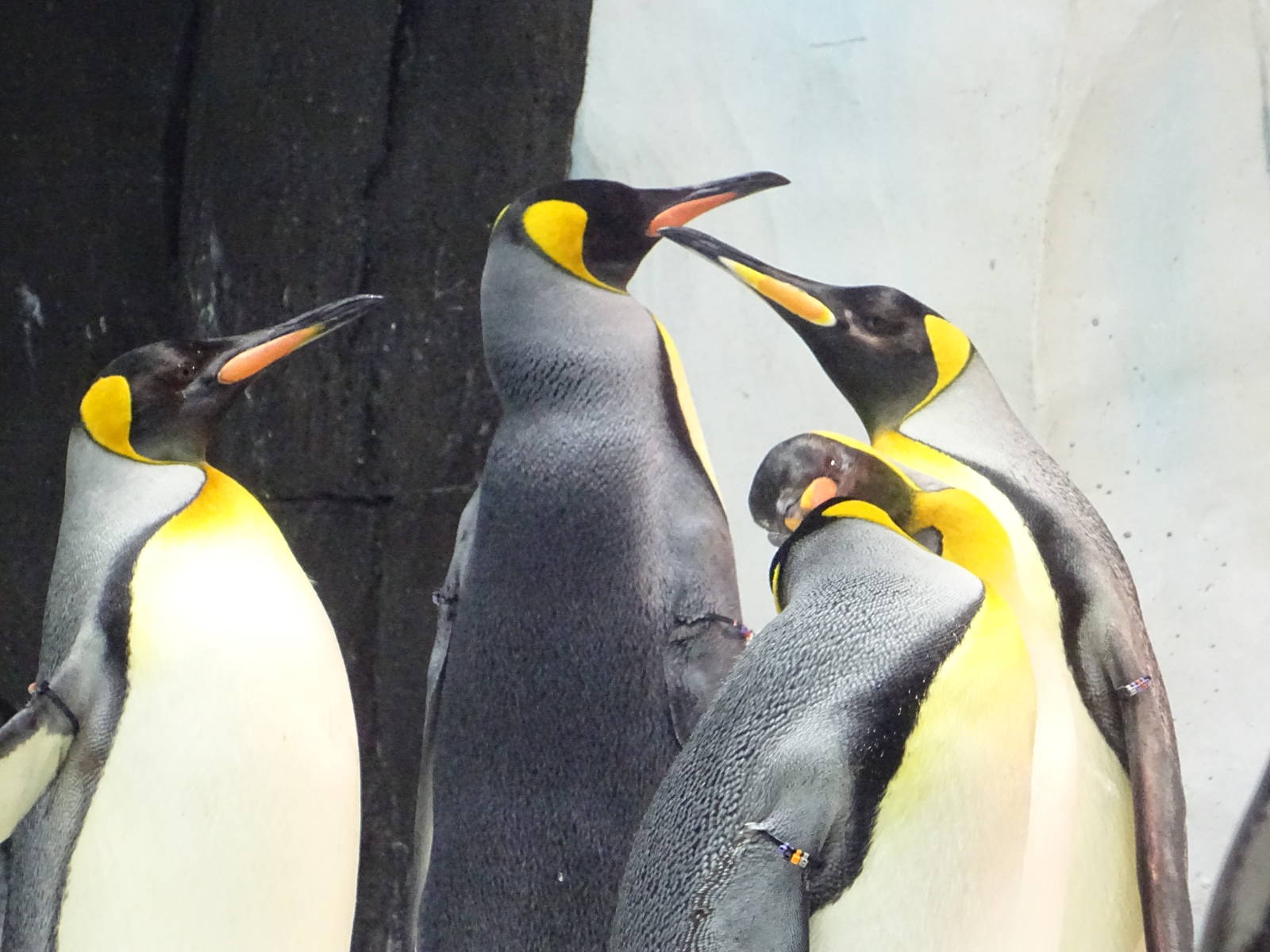 King Penguins at SeaWorld Orlando