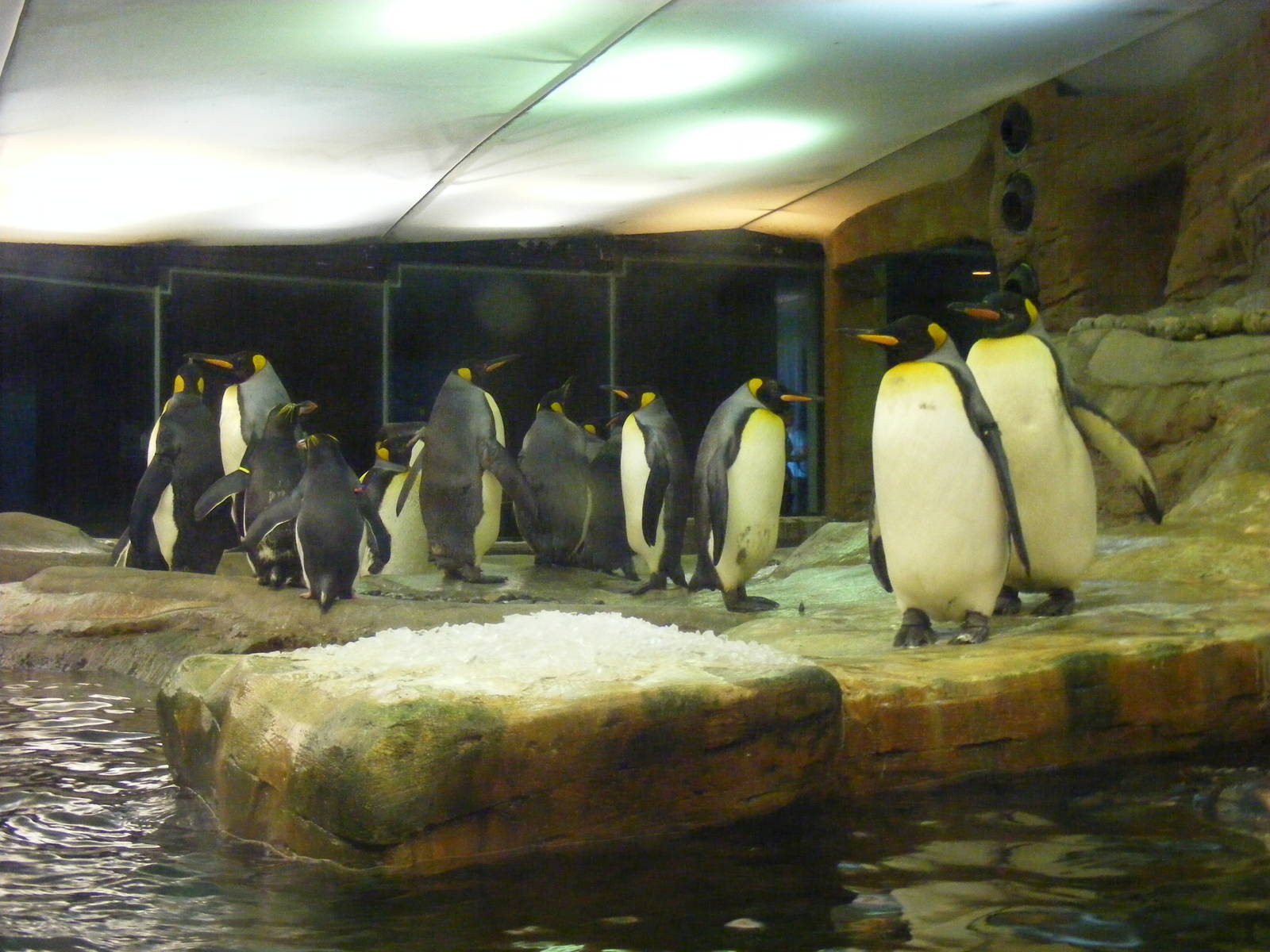 King penguins at Selwo Marina, 2 May 2009
