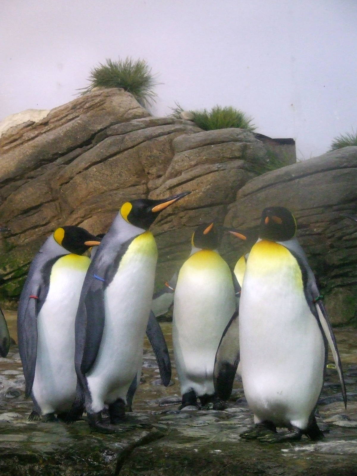 King Penguins, Falklands, Oceanium