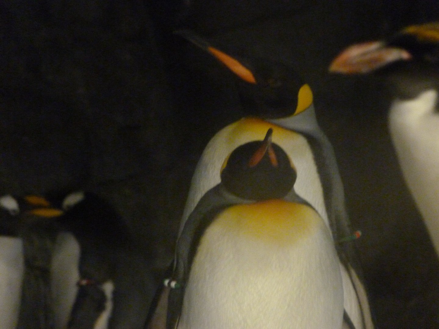 King penguins -Faunia (2025)