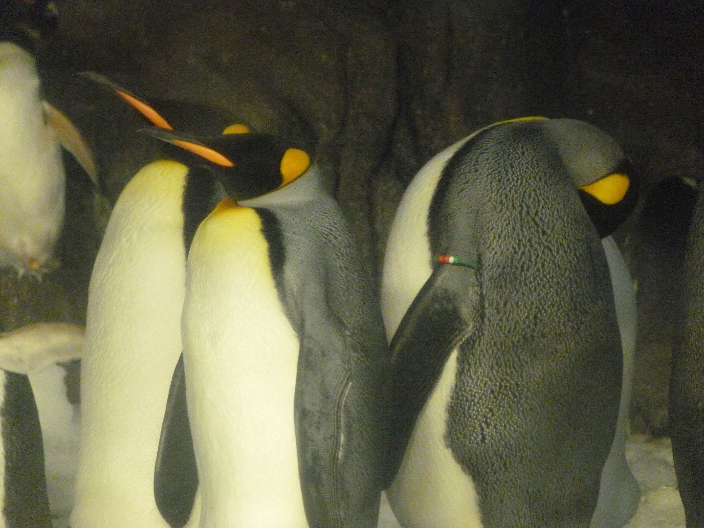 King penguins -Faunia (2025)