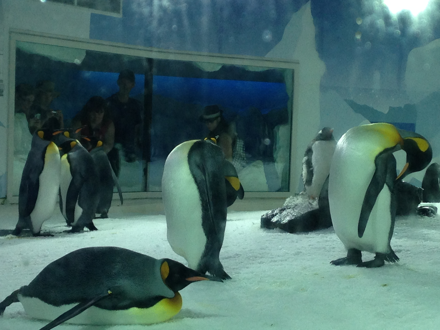 King Penguins - Kelly Tarlton's 2015