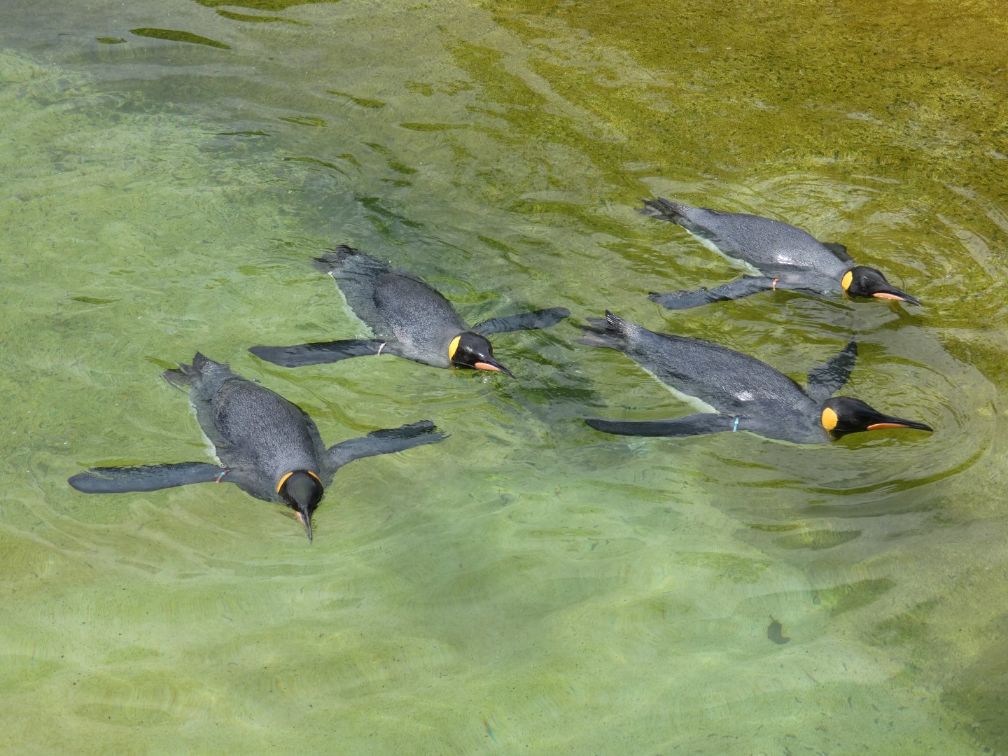 King penguins swimming