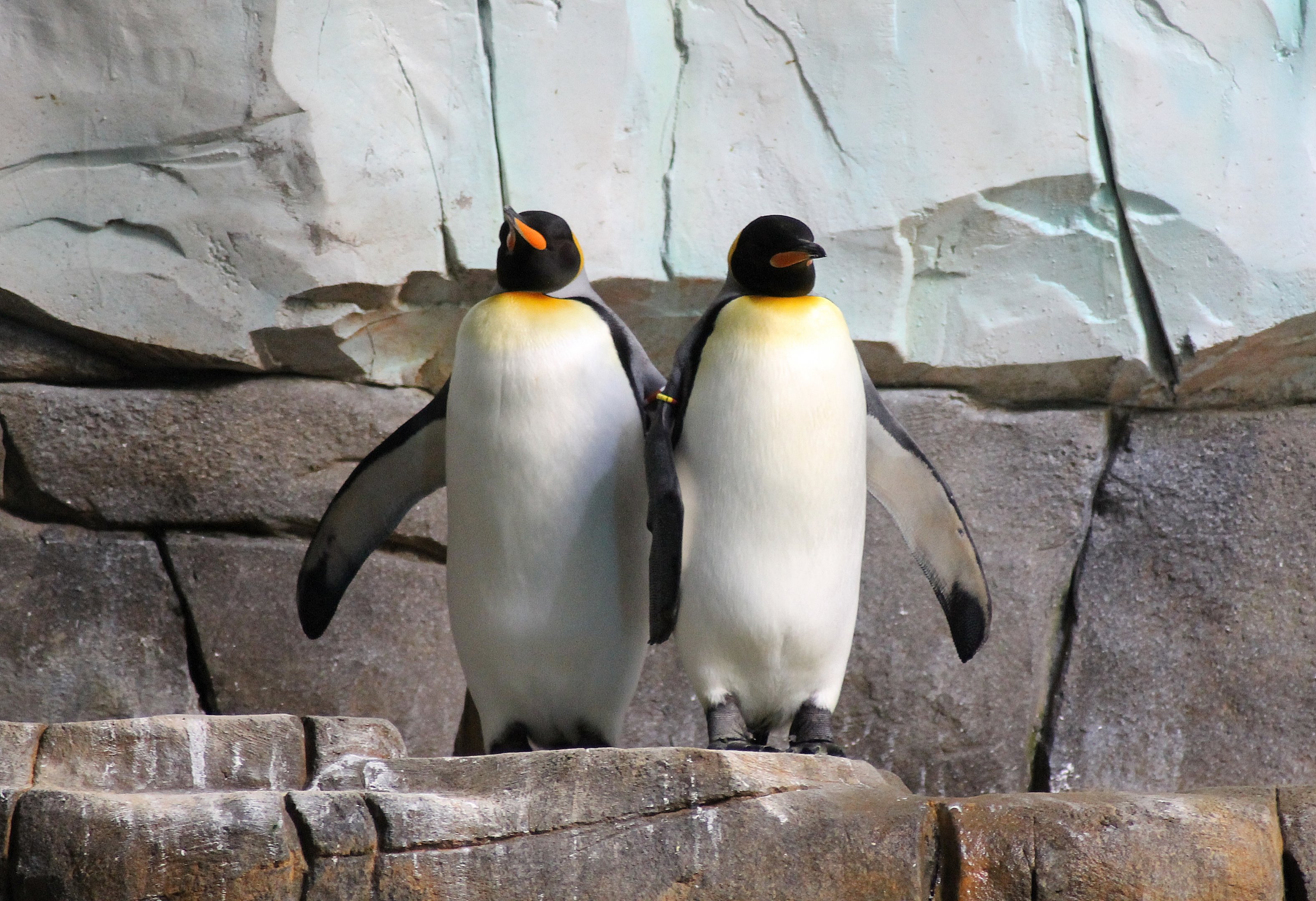 King penguins - Tierpark Hagenbeck
