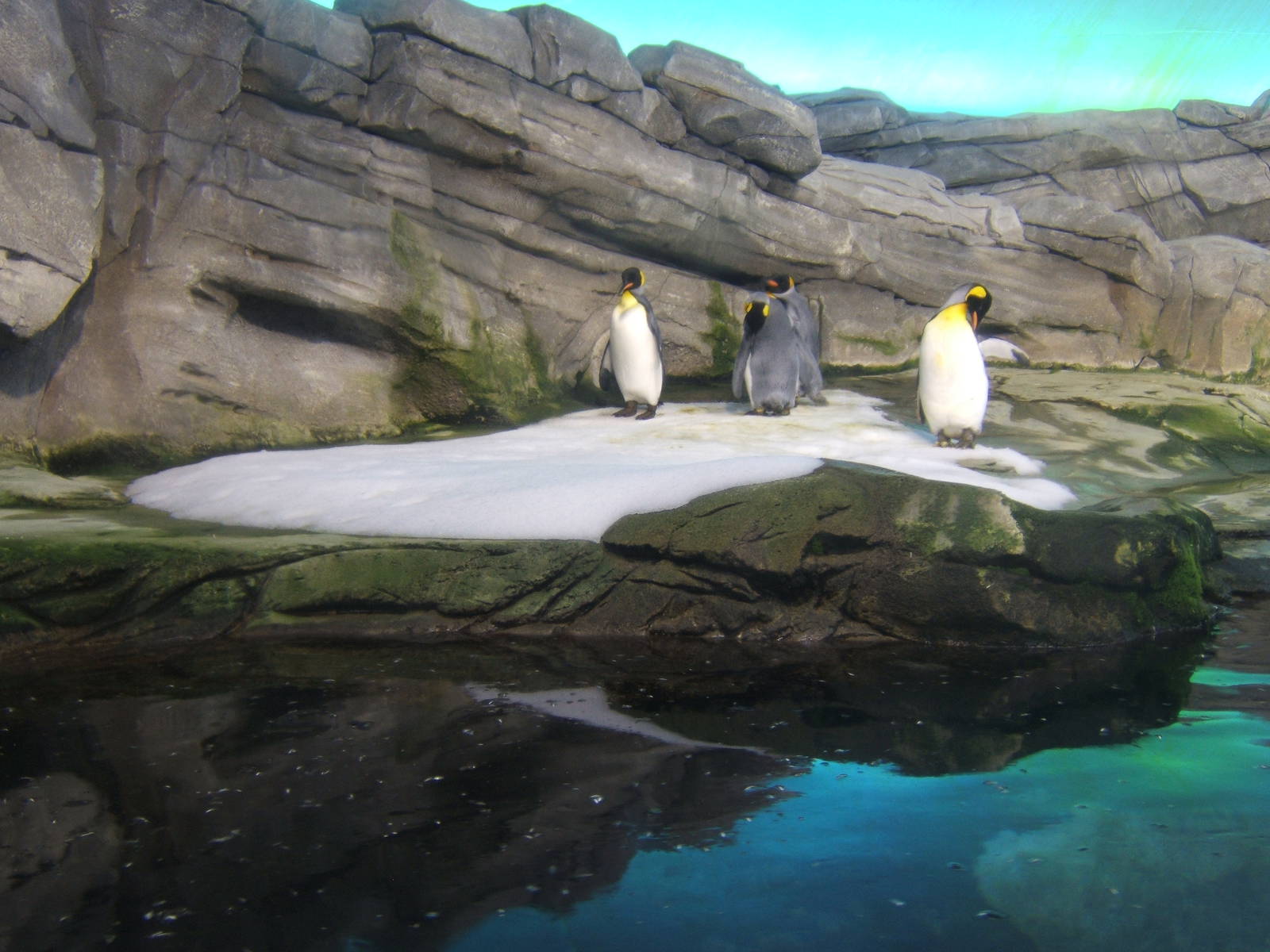King Penguins