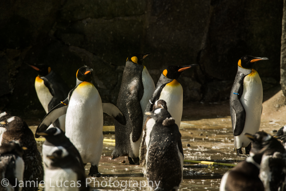 King Penguins