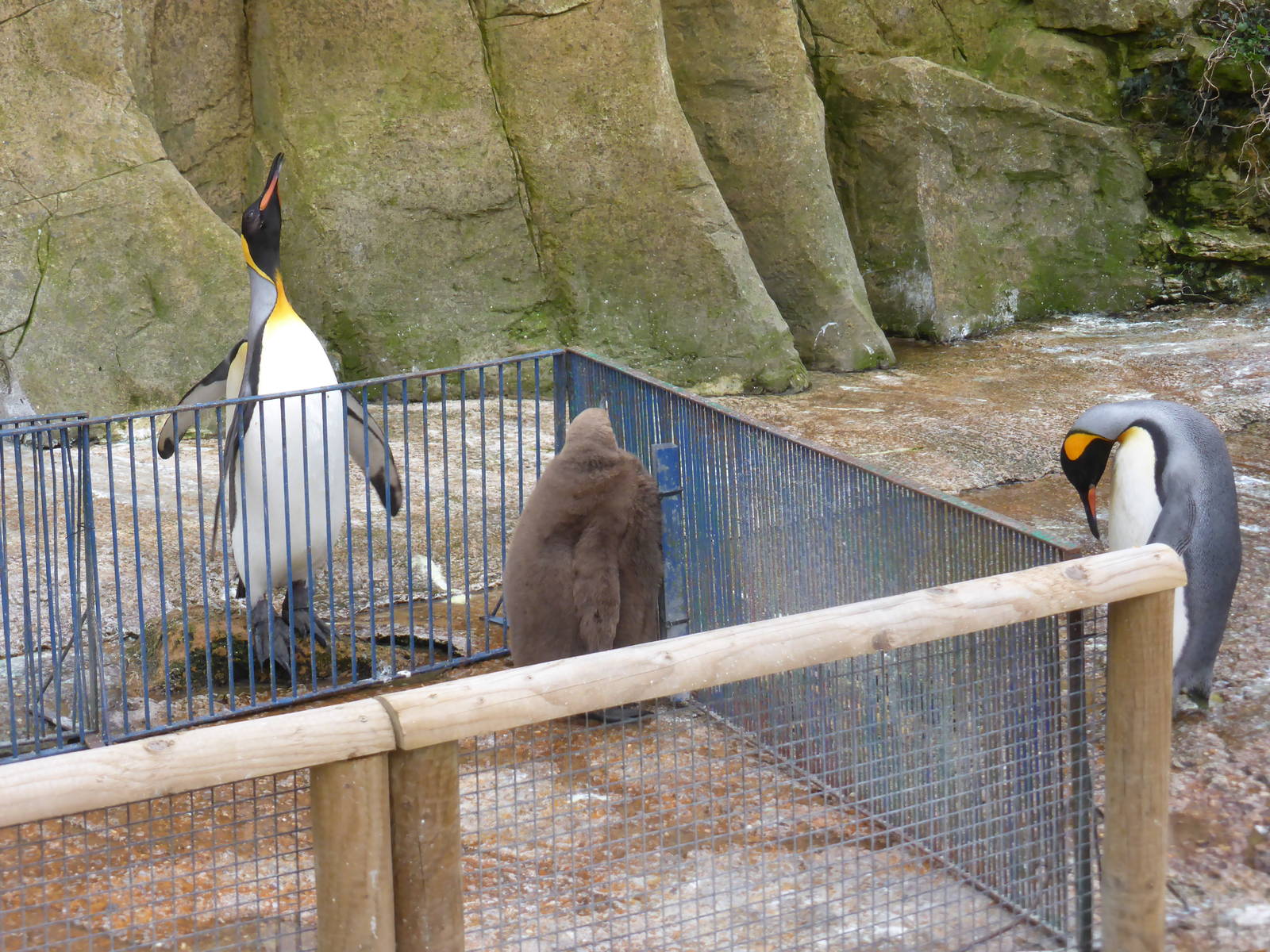 King penguins