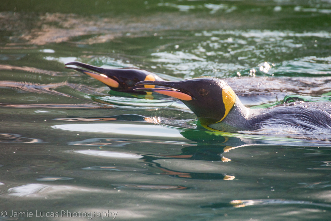 King Penguins