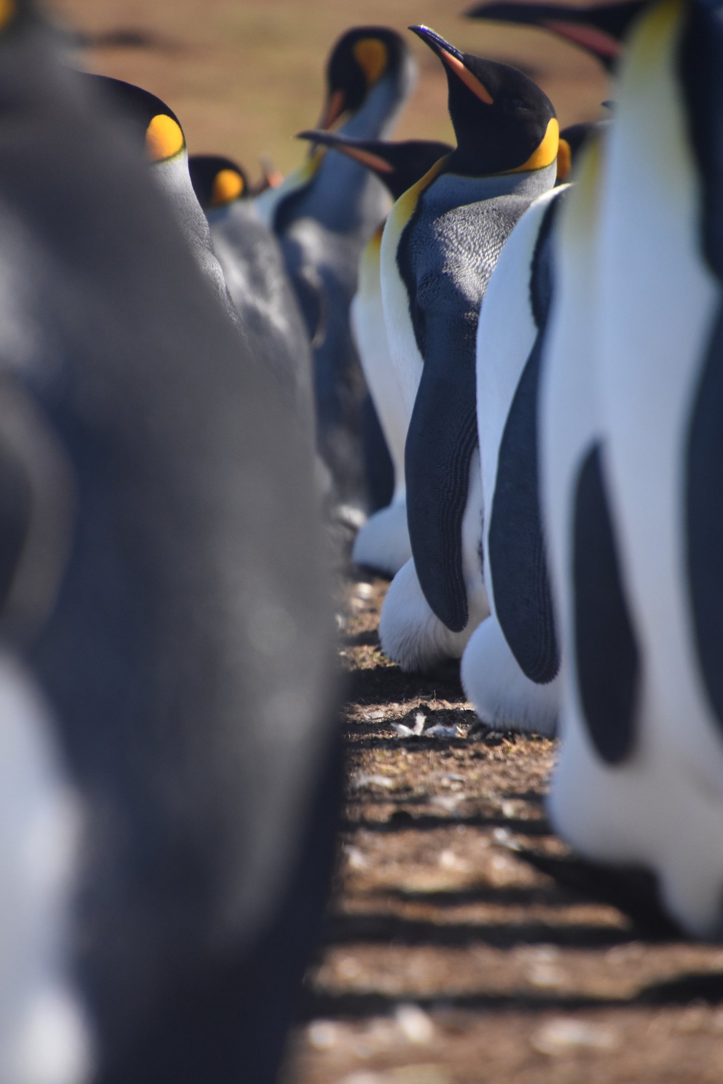 King penguins