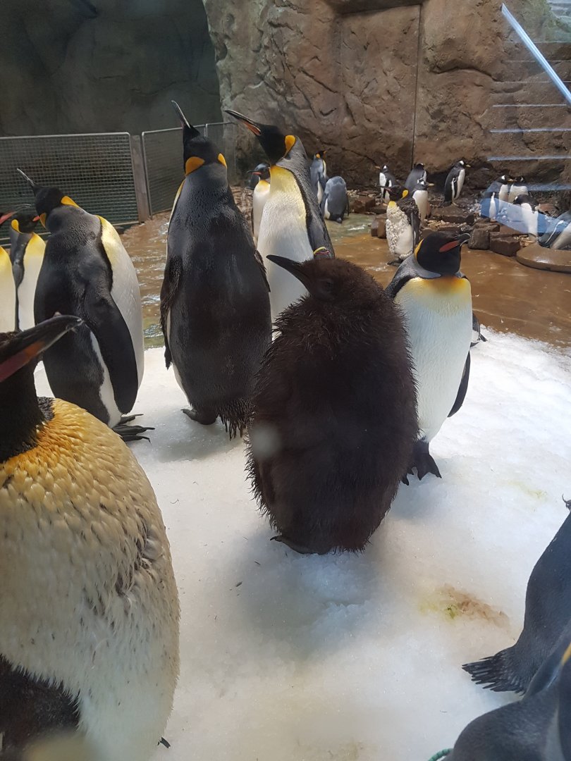 King penguins