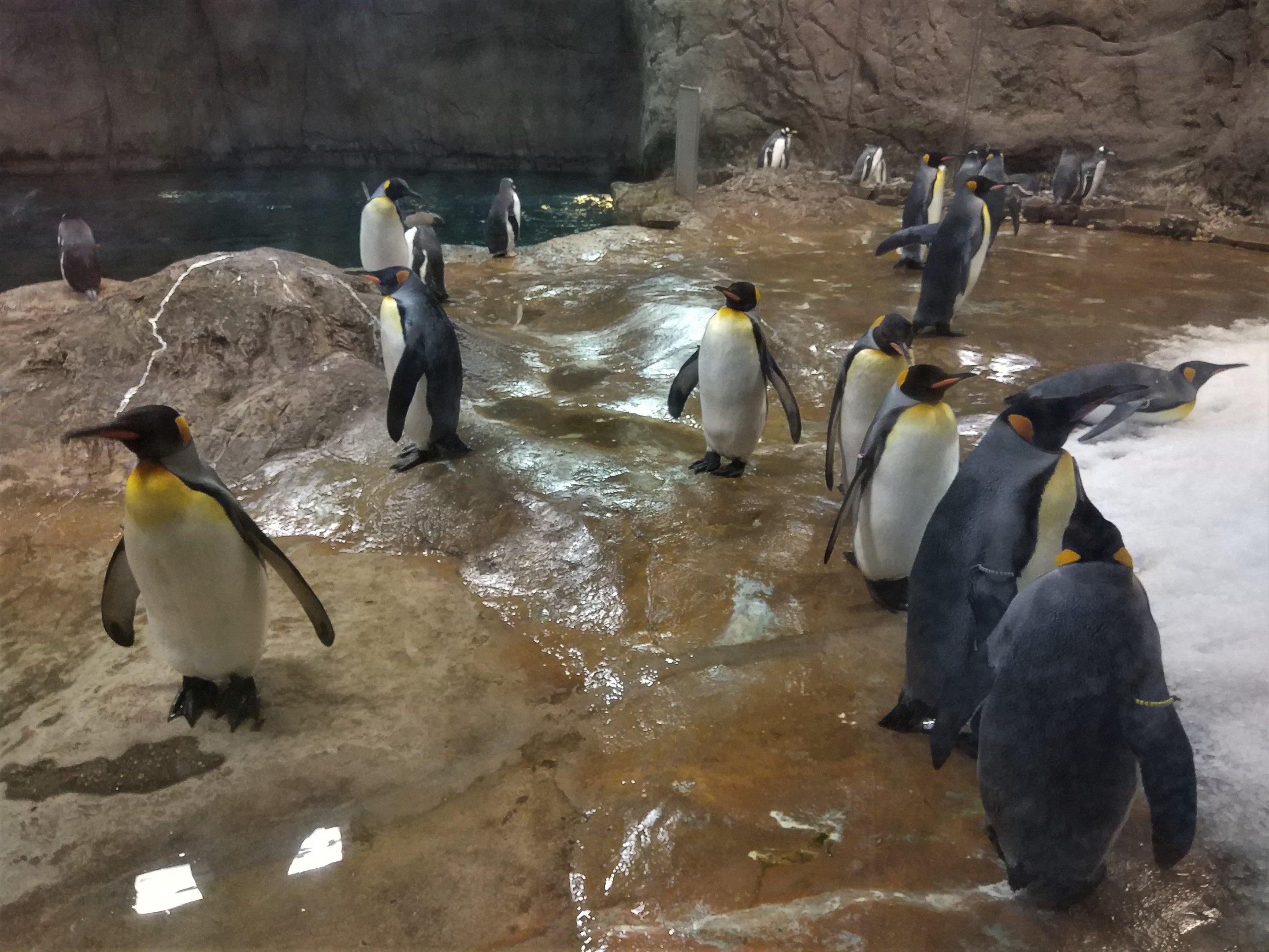 King Penguins